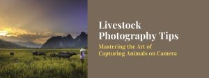 Livestock Photography Tips